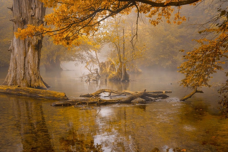 Picture of ALONE IN THE SWAMP