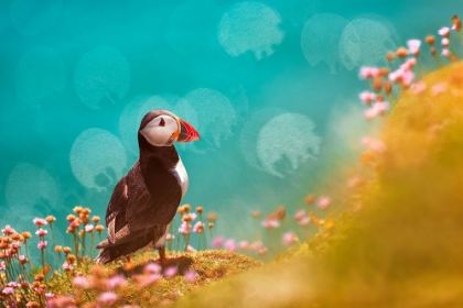 Picture of ATLANTIC PUFFIN (FRATERCULA ARCTICA)