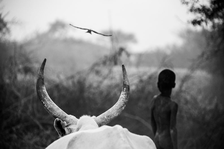 Picture of BOY AND COW