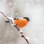 Picture of BULLFINCH IN A SNOWSTORM.