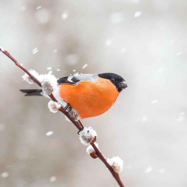 Picture of BULLFINCH IN A SNOWSTORM.