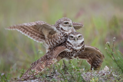 Picture of BURROWING OWL LOVE