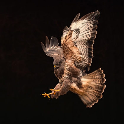 Picture of BUZZARD GOING FOR A CATCH