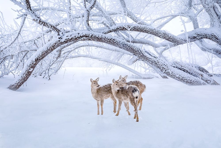 Picture of DEERS WALK IN SNOW