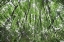 Picture of ENDLESS FOREST