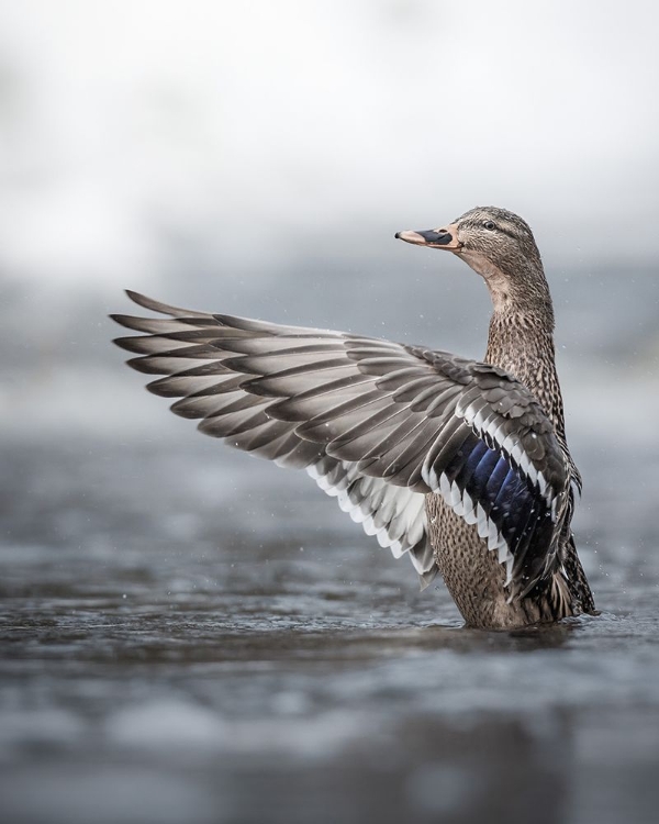 Picture of FEMALE MALLARD WITH OUTSTRETCHED WINGS