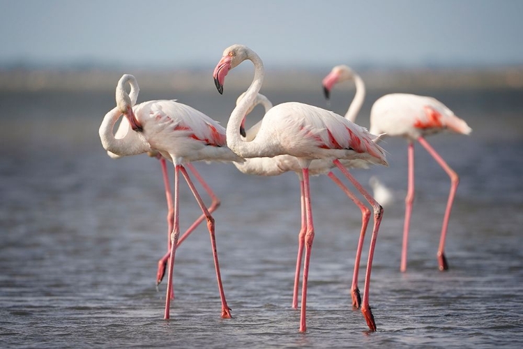 Picture of FLAMINGOS FROM PROVENCE