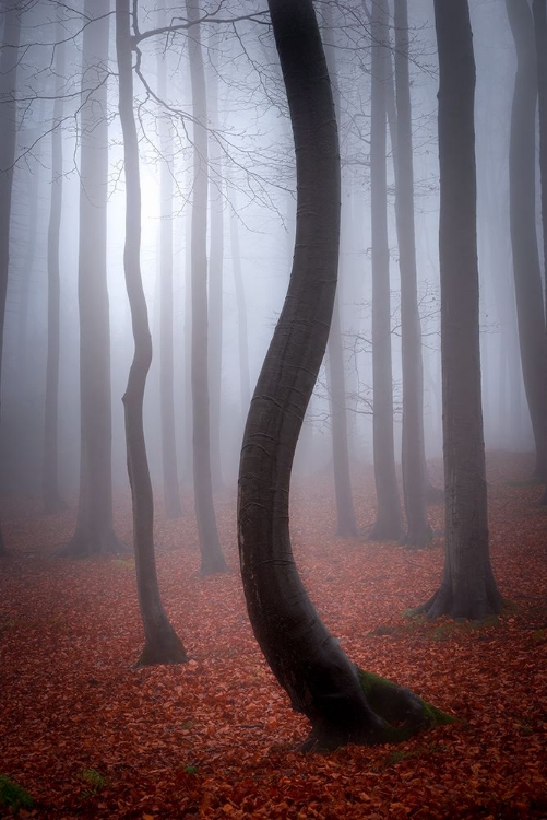 Picture of FOGGY AUTUMN
