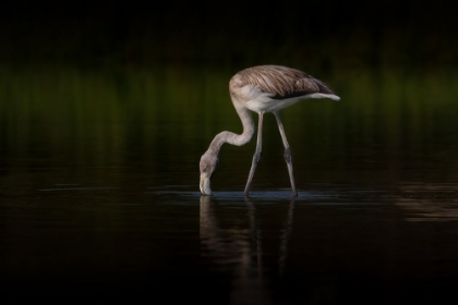 Picture of GREATER FLAMINGO