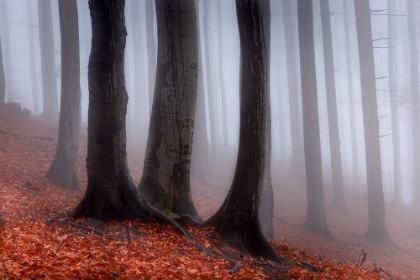 Picture of IN THE MISTY FOREST