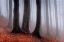 Picture of IN THE MISTY FOREST