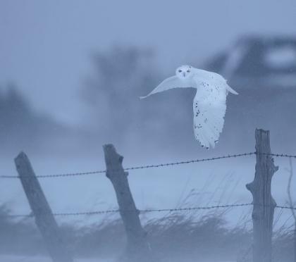 Picture of IN THE SNOW STORM