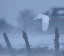 Picture of IN THE SNOW STORM