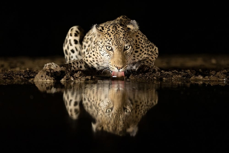 Picture of LEOPARD DRINKING