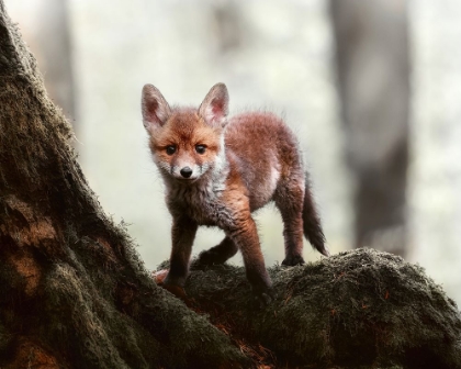 Picture of LITTLE RED FOX