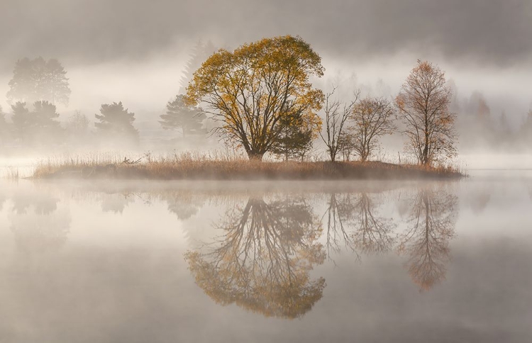 Picture of MISTY MORNING