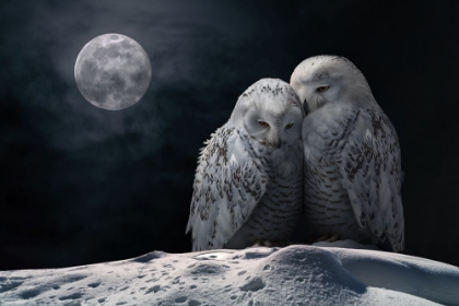Picture of MOONOWLS