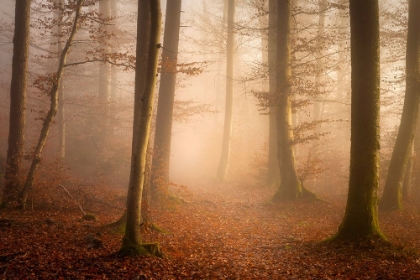 Picture of NOVEMBER FOREST
