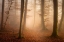 Picture of NOVEMBER FOREST