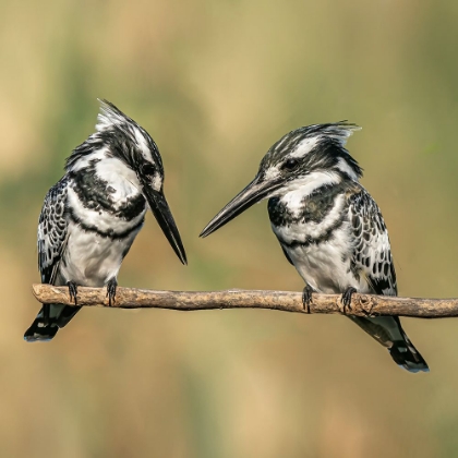 Picture of PIED KINGFISHERS