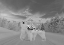 Picture of POLAR BEAR