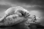 Picture of POLARFRIENDS