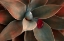 Picture of RED LEAF DOWN