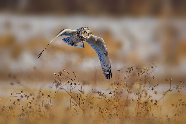 Picture of SHORT EARED OWL