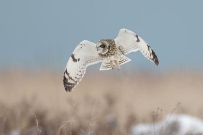 Picture of SHORT-EARED OWL