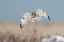 Picture of SHORT-EARED OWL