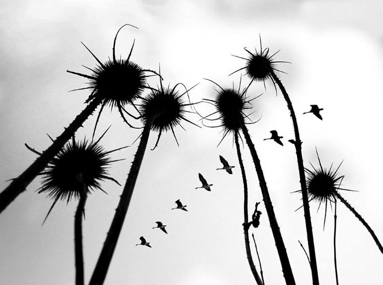 Picture of SILHOUETTE OF COMMON TEASEL PLANT