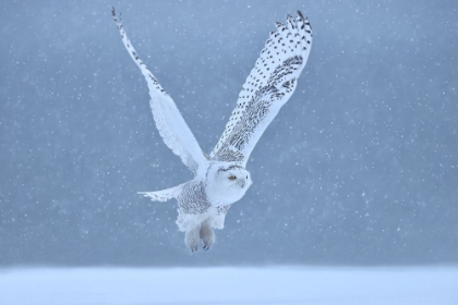 Picture of SNOWY OWL