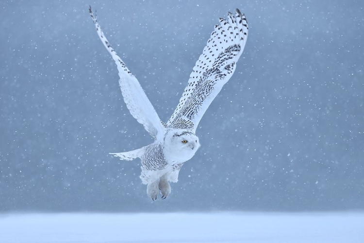 Picture of SNOWY OWL