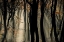 Picture of SPEULDERBOS