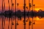 Picture of SUNRISE AT THE RICE FIELD