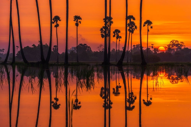 Picture of SUNRISE AT THE RICE FIELD