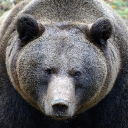 Picture of THE BEARS LOOK