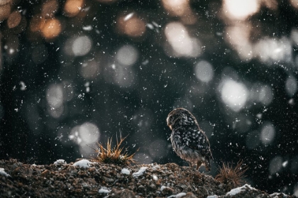 Picture of THE LITTLE OWL (ATHENE NOCTUA)