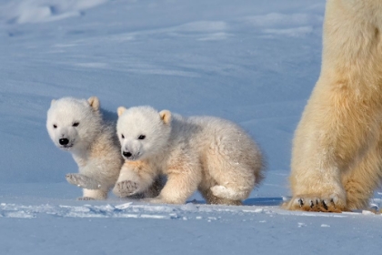 Picture of TWO POLAR BEAR CUBS