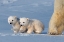 Picture of TWO POLAR BEAR CUBS