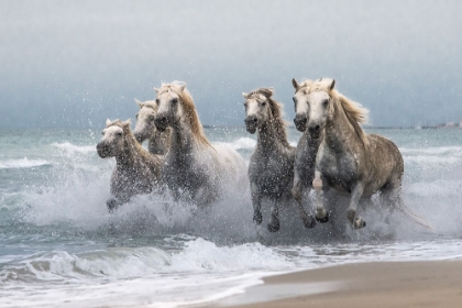 Picture of WILD HORSES