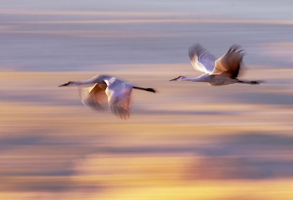 Picture of WINGSPAN