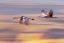 Picture of WINGSPAN