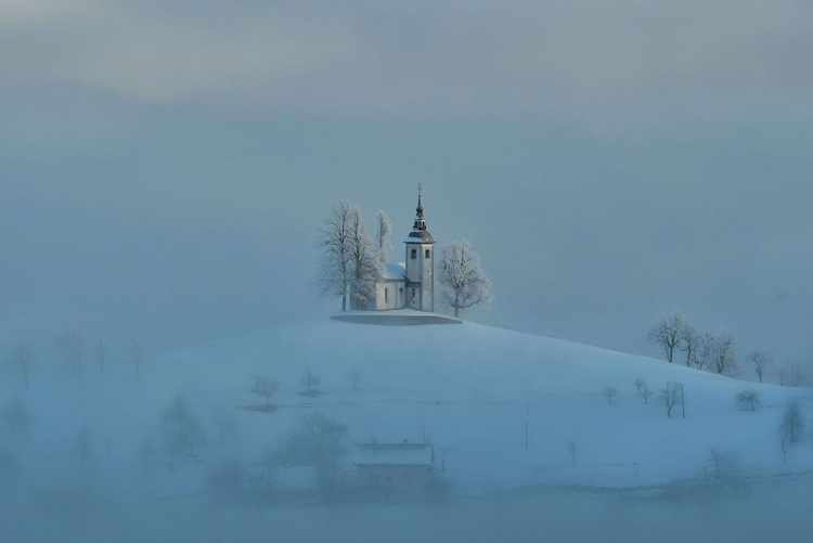 Picture of WINTER WHITE