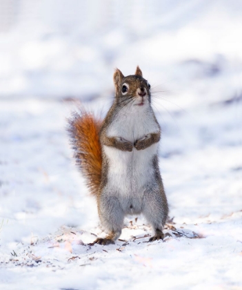 Picture of A CURIOUS RED SQUIRREL