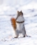 Picture of A CURIOUS RED SQUIRREL