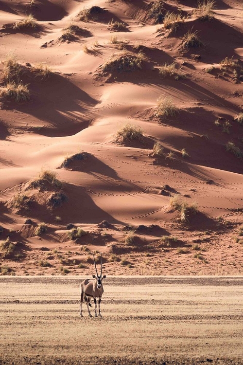 Picture of A SUNSET WALK IN THE DESERT