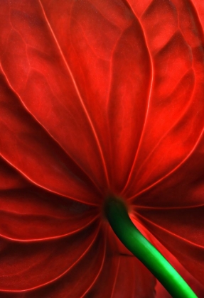 Picture of ANTHURIUM FLOWER