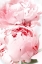 Picture of BLLUSH PEONY X