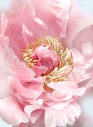 Picture of BLUSH PEONY I